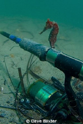 seahorse sitting on a fishing rod - ammo jetty Perth West... by Dave Baxter 